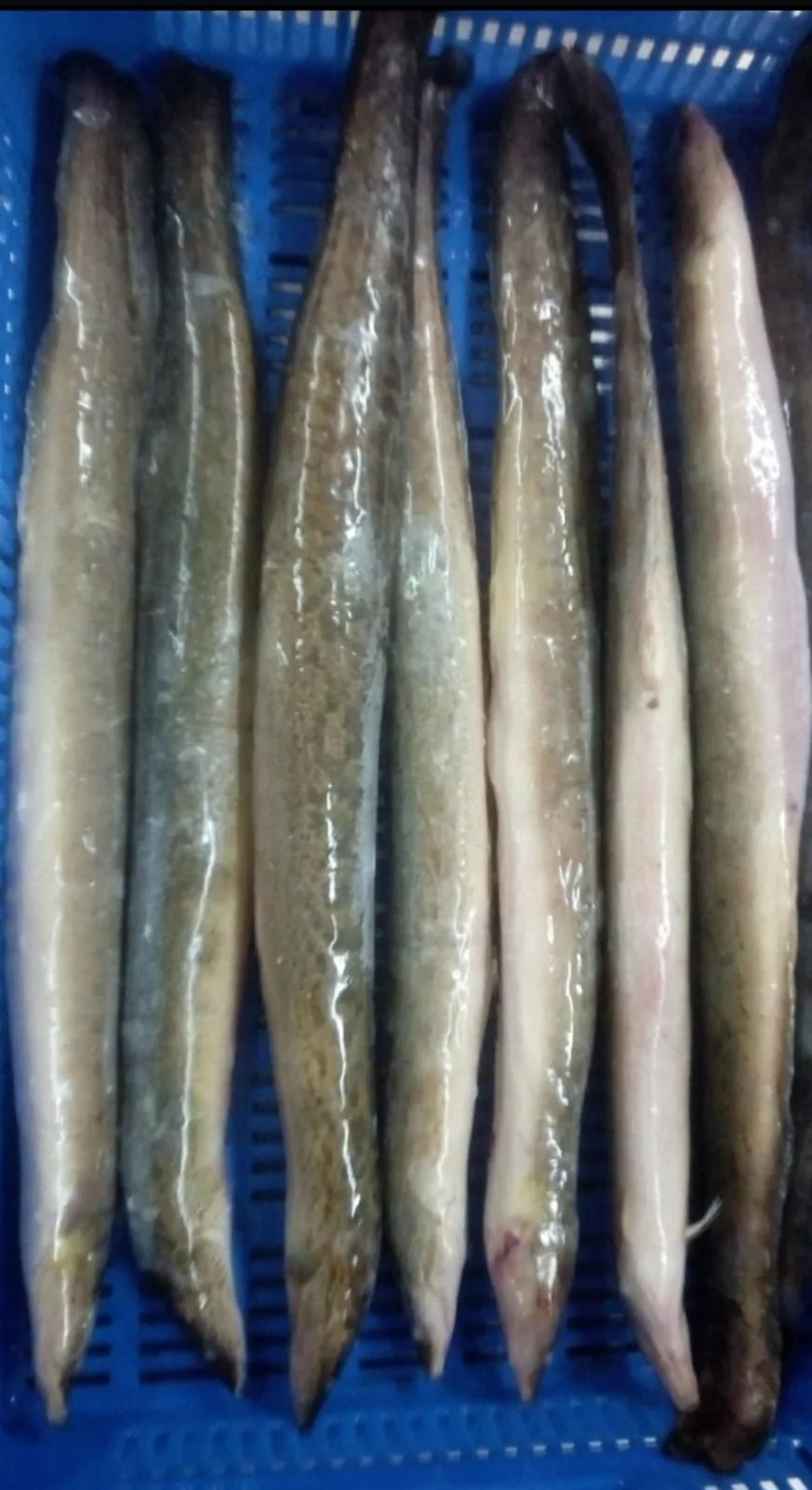 Fish